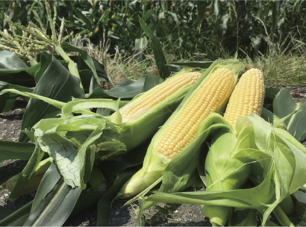 とうもろこし