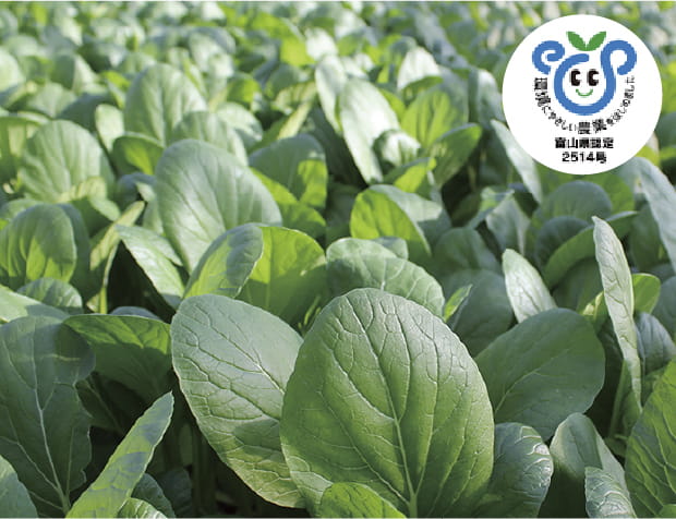 小松菜・水菜・春菊