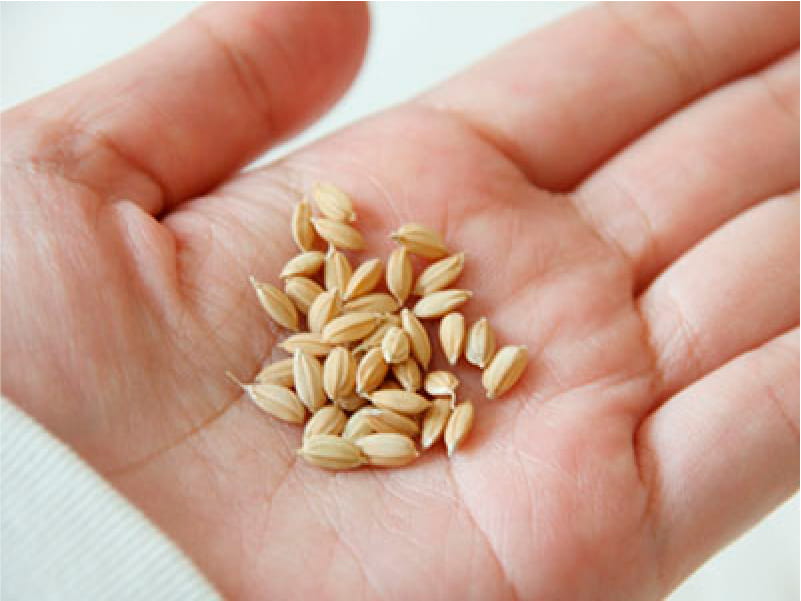 種もみのアップ